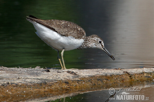 Waldwasserläufer