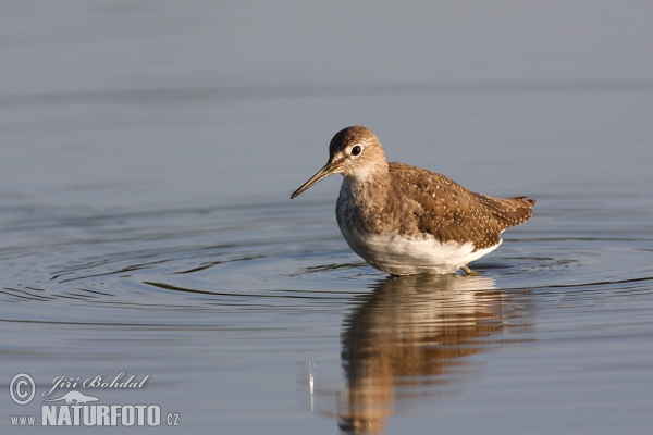 Waldwasserläufer