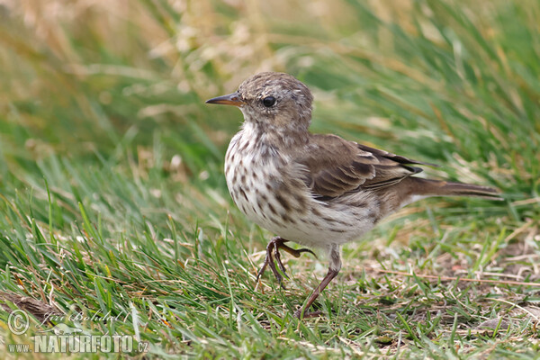 Water Pipit (Anthus spinoletta)