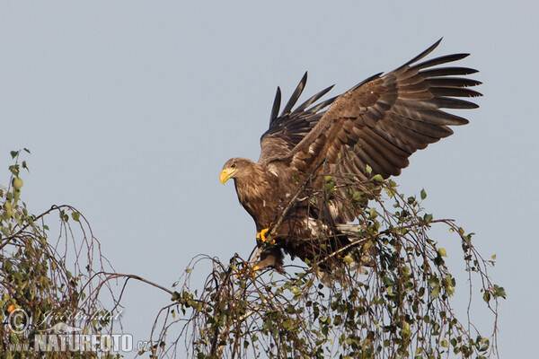 White-tailed Eagle (Haliaeetus albicilla)