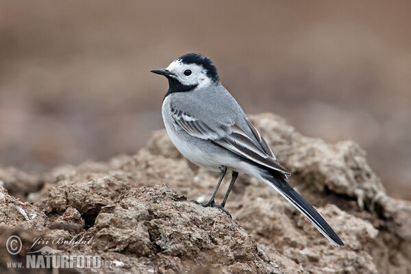 White Wagtail (Motacilla alba)