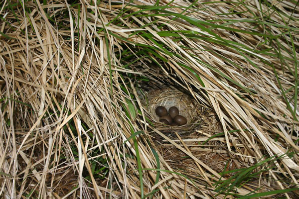 Wiesenpieper