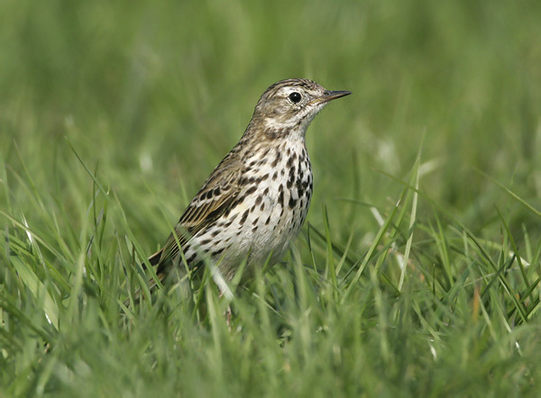 Wiesenpieper