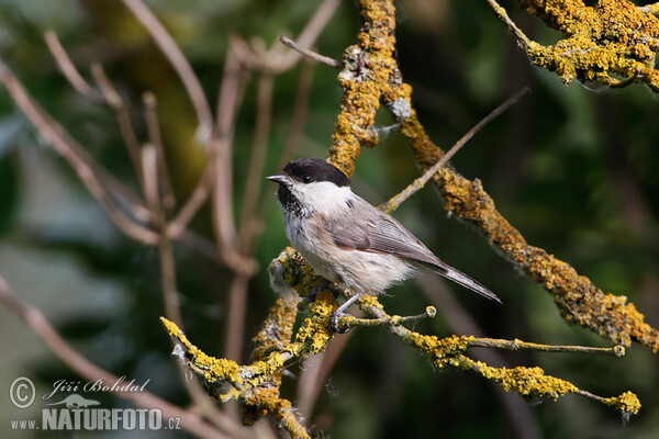 Willow Tit (Parus montanus)