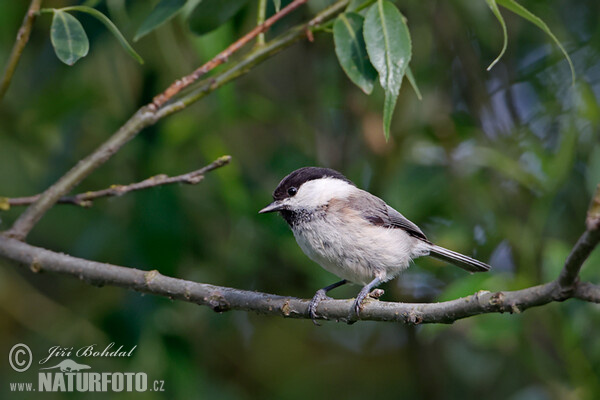 Willow Tit (Parus montanus)