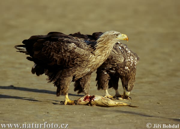 Zeearend vogel