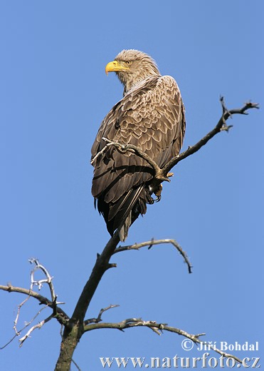 Zeearend vogel