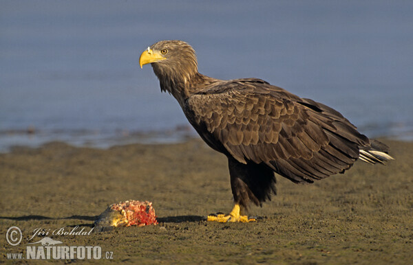 Zeearend vogel