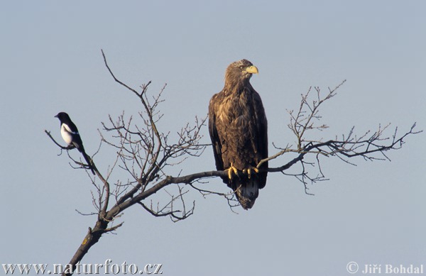 Zeearend vogel