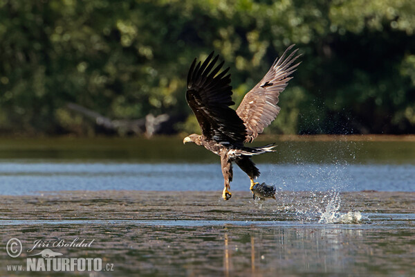 Zeearend vogel