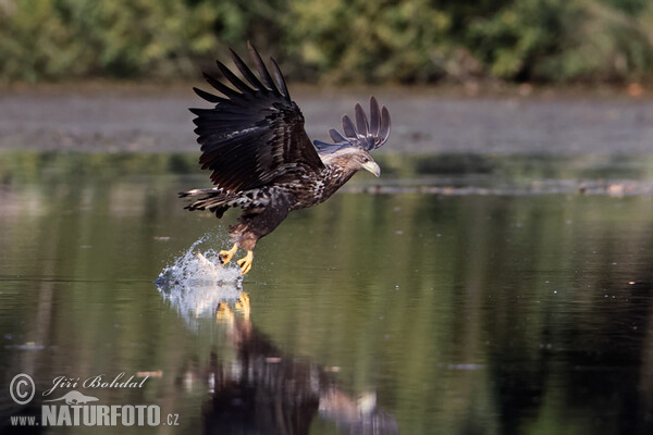 Zeearend vogel