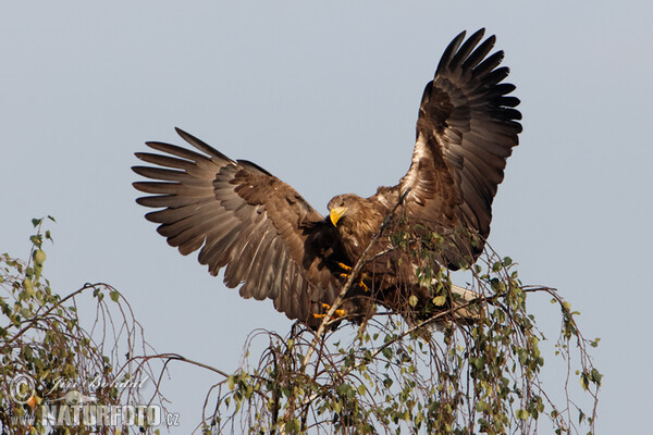 Zeearend vogel