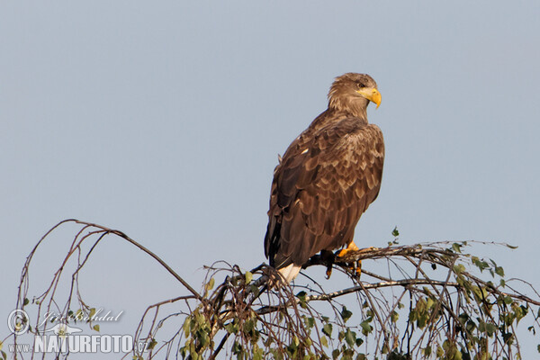 Zeearend vogel