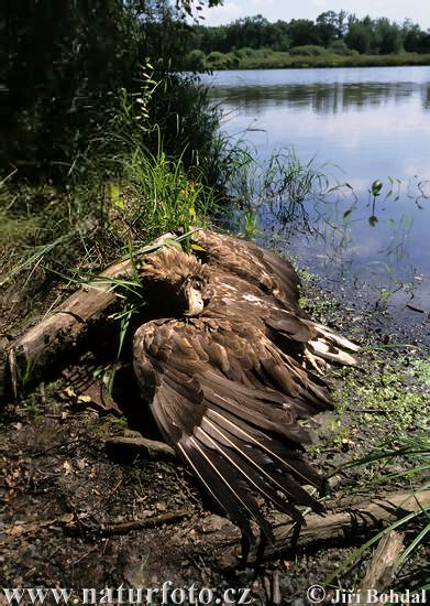 Zeearend vogel