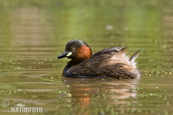 Zwergtaucher