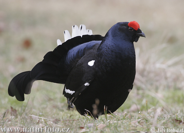 クロライチョウ