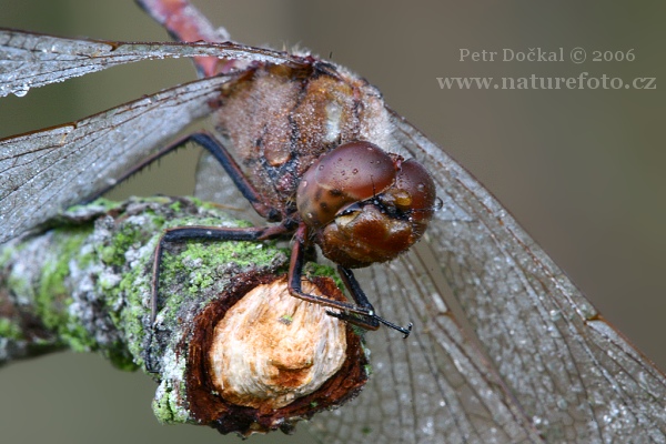 Blutrote Heidelibelle