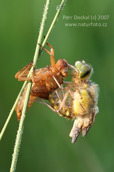 Großer Blaupfeil