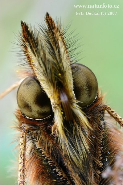 Kleiner Perlmutterfalter