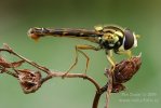 Gewöhnliche Langbauchschwebfliege