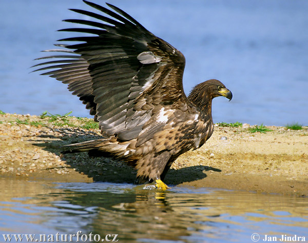 Haliaeetus albicilla