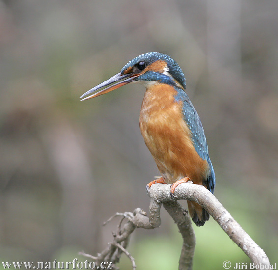 IJsvogel