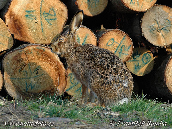 Lepus europaeus