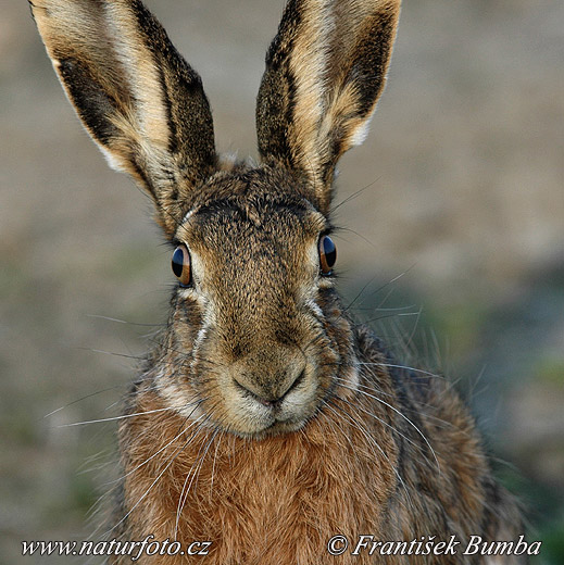 Lepus europaeus