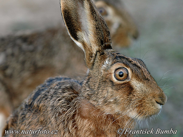 Lepus europaeus