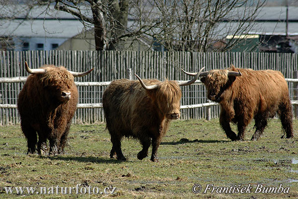 Schottisches Hochlandrind