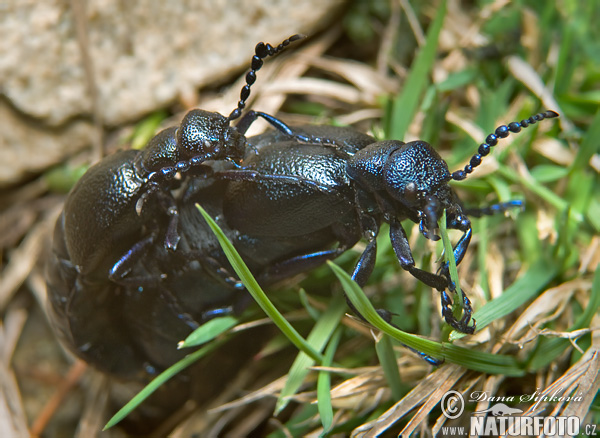 Schwarzblauer Ölkäfer