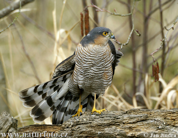 Sperwer roofvogel