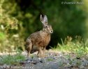 Lepus europaeus