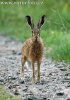 Lepus europaeus