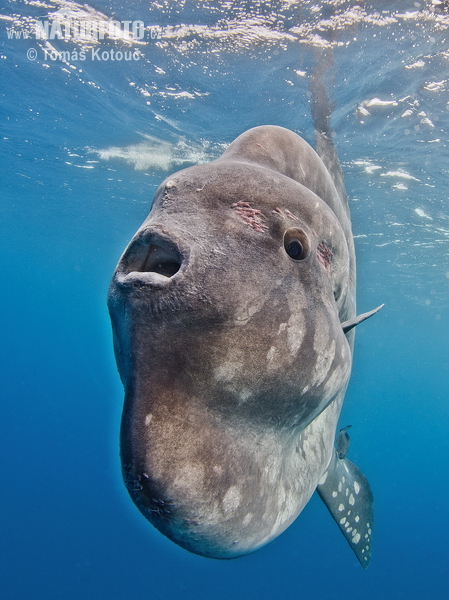 マンボウ 写真