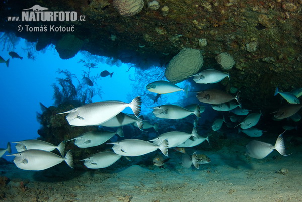 Blauklingen-Nasendoktorfisch