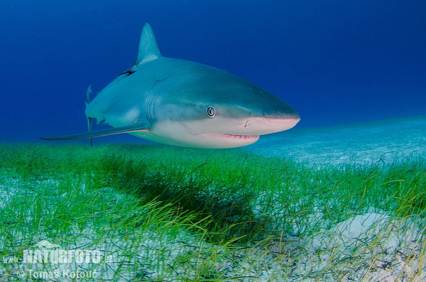 Carcharhinus perezi