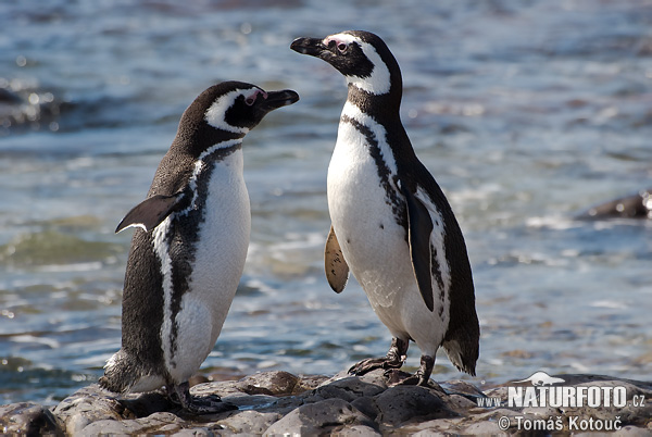 Macellan pengueni