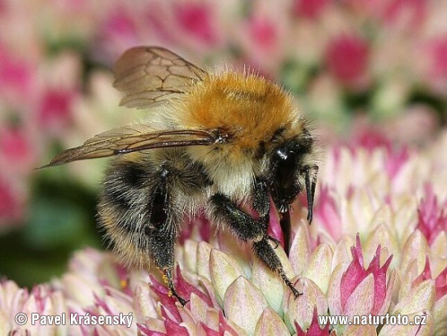 Ackerhummel