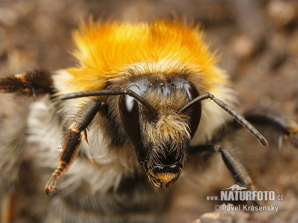 Ackerhummel