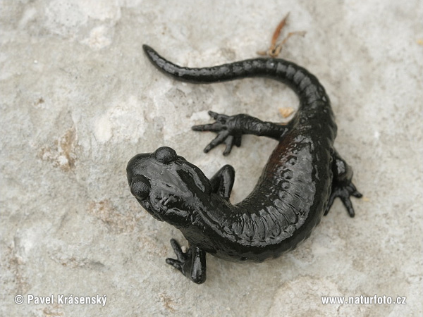 Alpensalamander