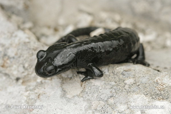 Alpensalamander