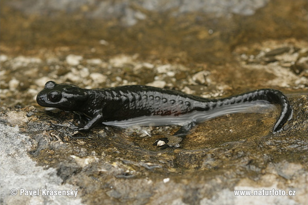 Alpensalamander