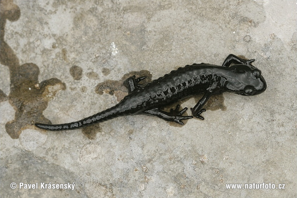 Alpensalamander