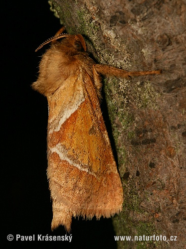 Ampfer-Wurzelbohrer