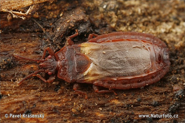 Aradus sp.