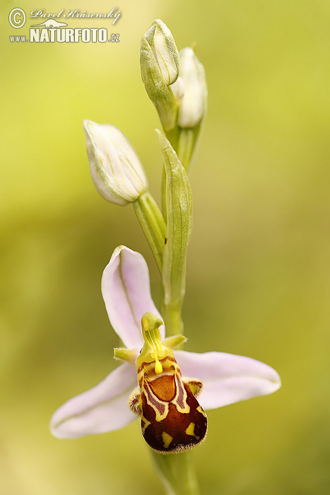 Bienen-Ragwurz