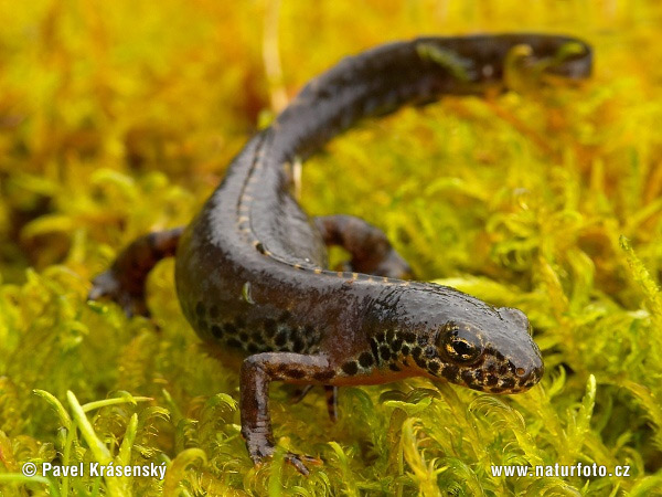 Bjergsalamander