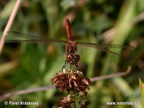 Blutrote Heidelibelle