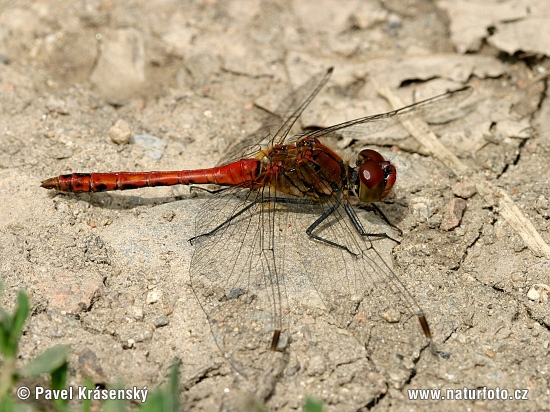 Blutrote Heidelibelle